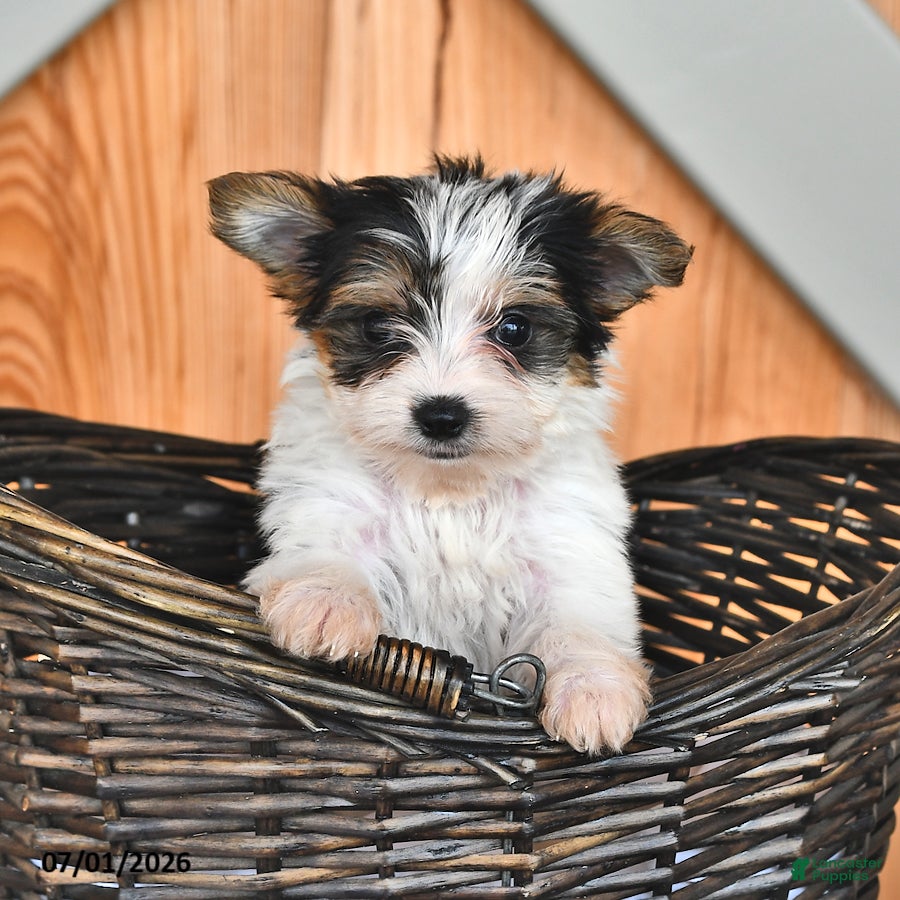 Mixed Breed dogs Ruby - Ad 1