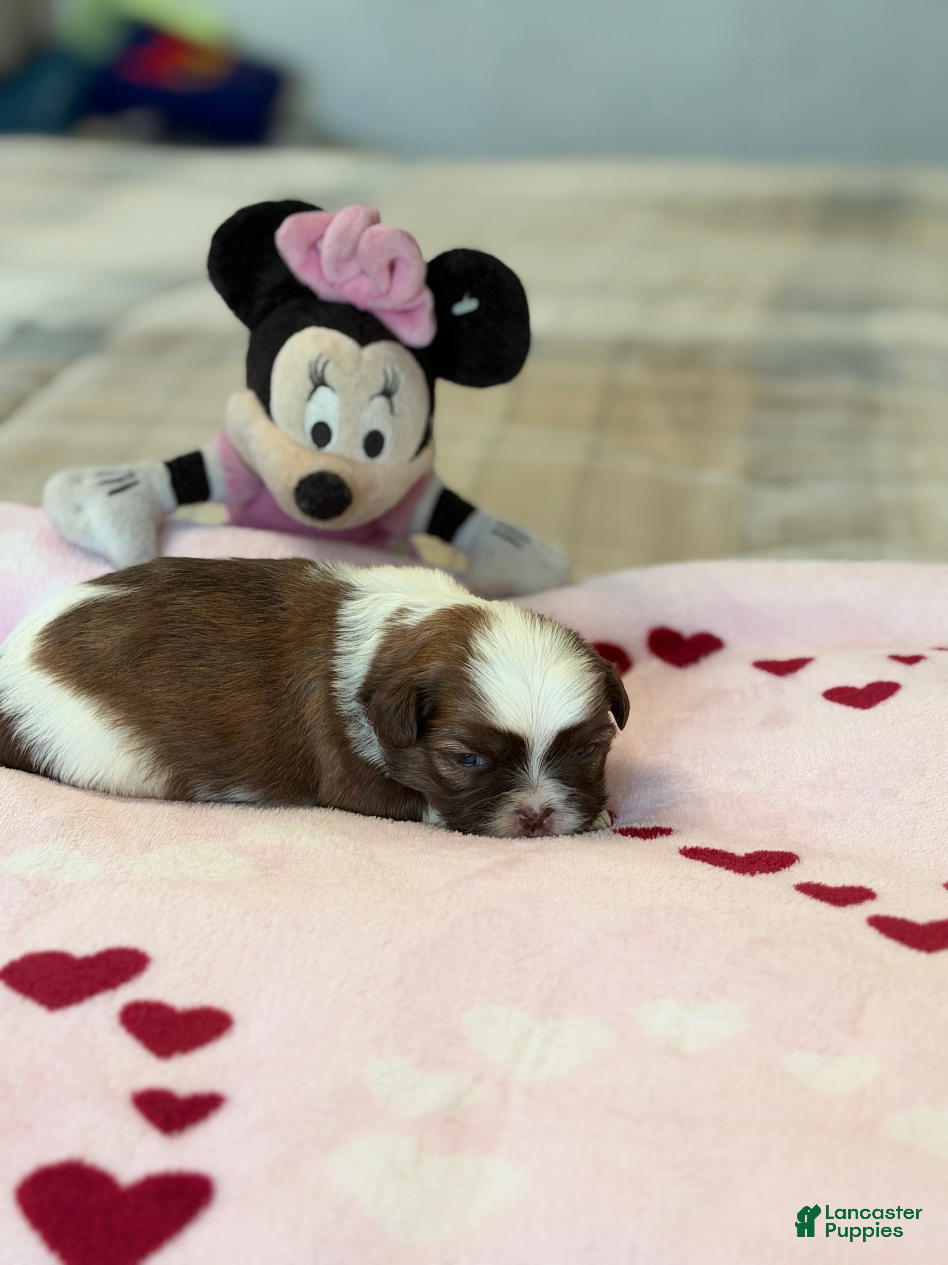 Shih Tzu dogs Minnie - Ad 10