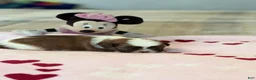 Shih Tzu dogs for sale: Minnie - Ad 1