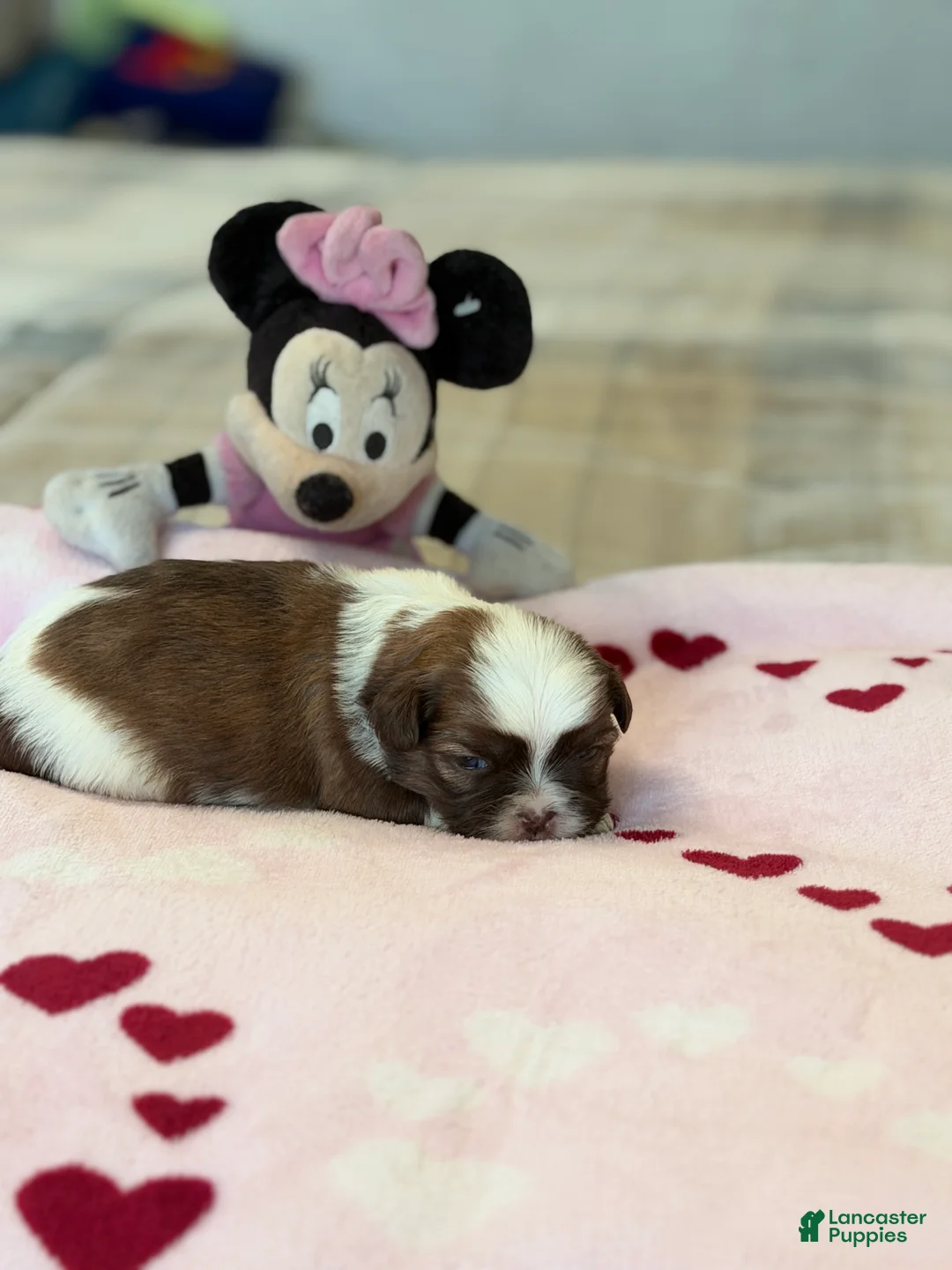 Shih Tzu dogs for sale: Minnie - Ad 1