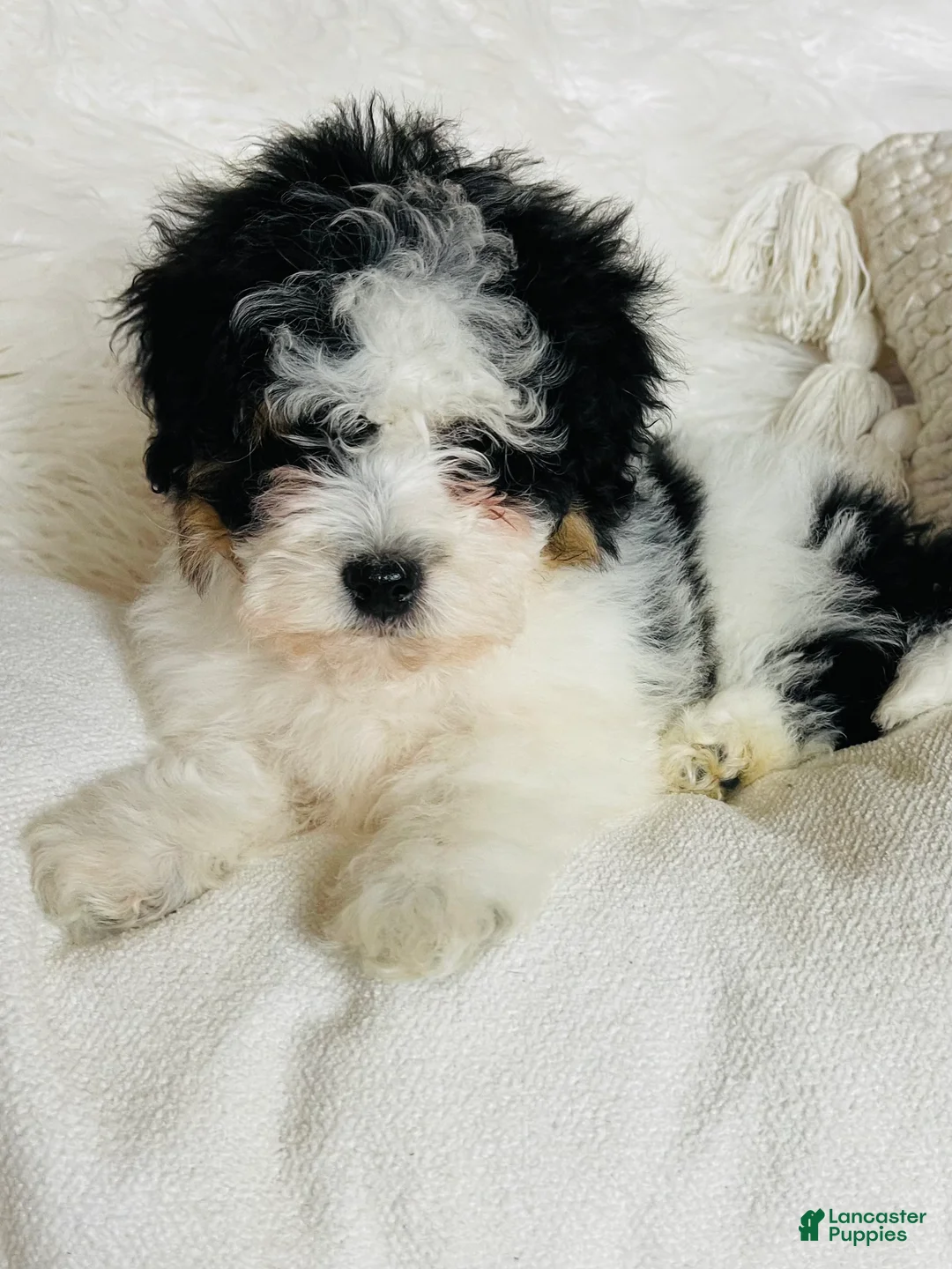 Mixed Breed dogs for sale: “Armani”-SPRING BREAK SALE - Ad 3
