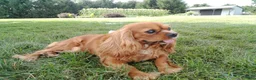 Cavalier King Charles Spaniel dogs for sale: Oli - Ad 5