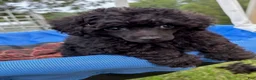 Toy Poodle dogs for sale: Pooh - Ad 7
