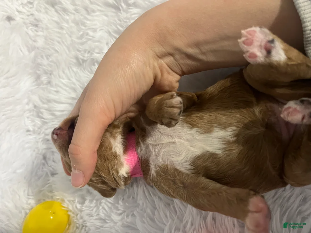 Goldendoodle dogs for sale: Goldendoodle Puppy 3 - Ad 1