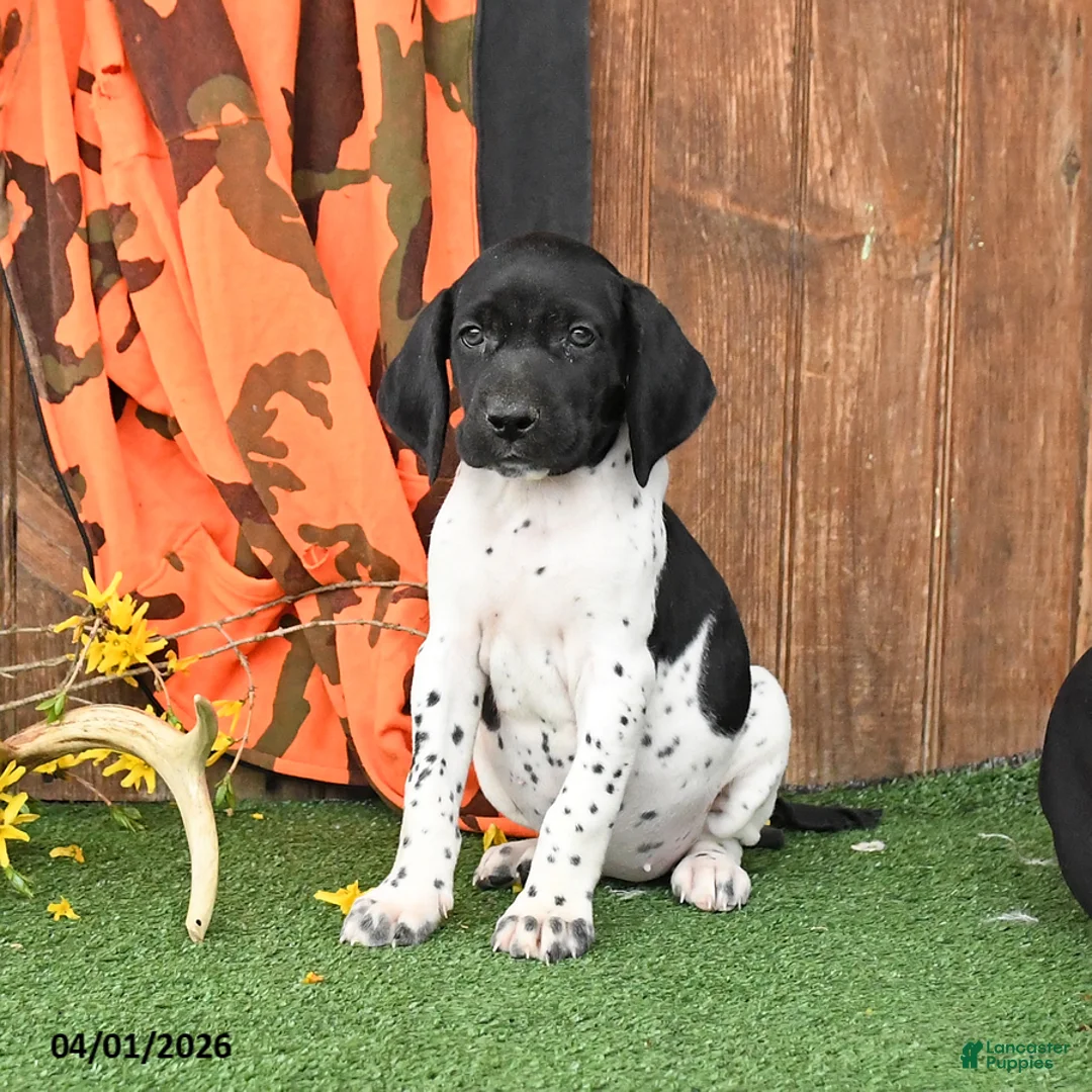 German Shorthaired Pointer dogs for sale: Lassie - Ad 2