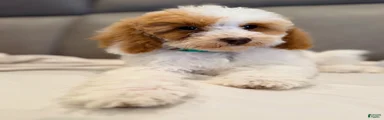 Louie- Potty and crate training Parents Health Tested 