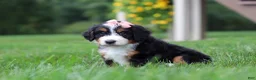 Mini Bernedoodle dogs for sale: Molly🎀 - Ad 2