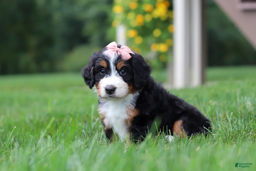 Mini Bernedoodle dogs for sale: Molly🎀 - Ad 2