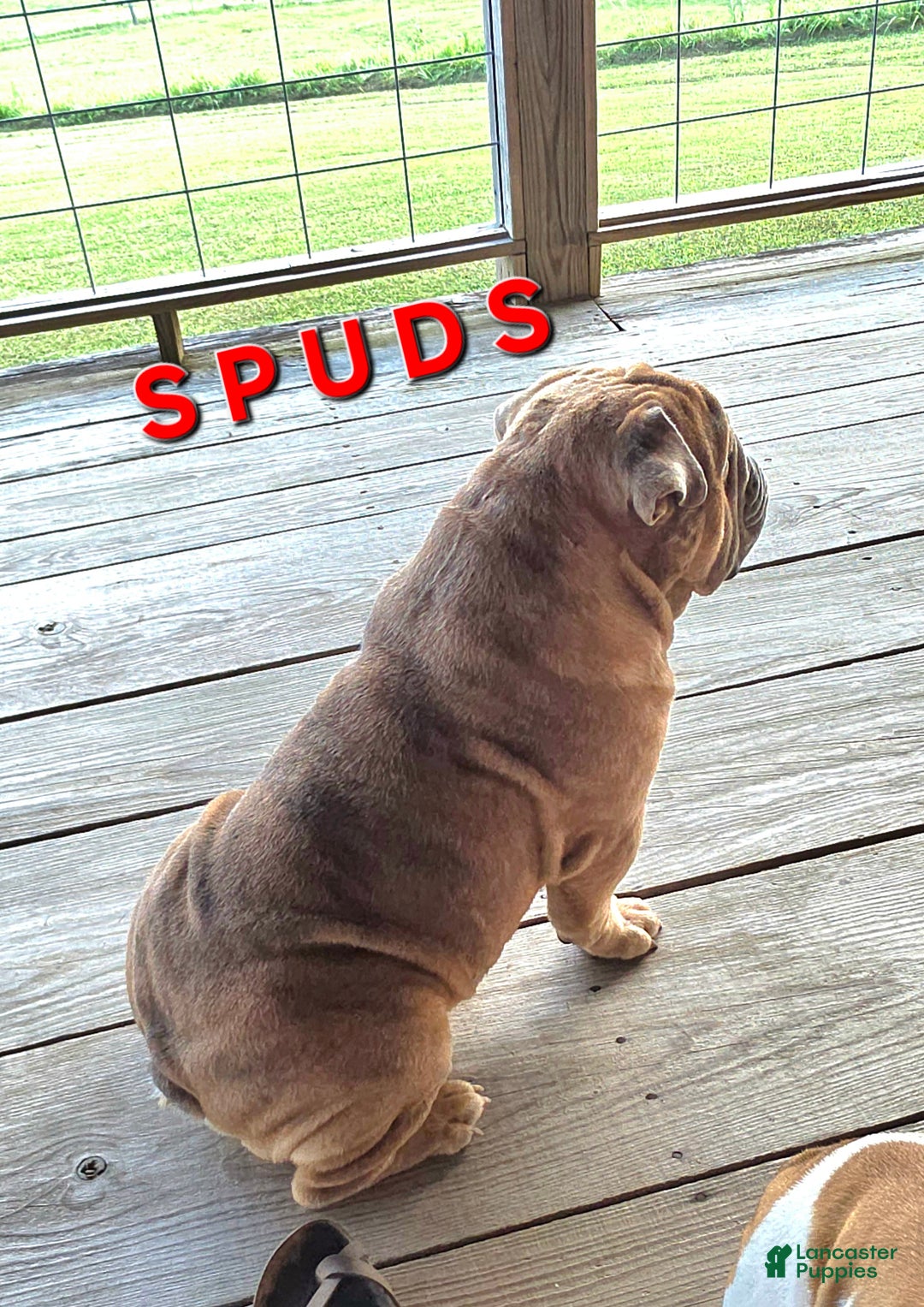 Mixed Breed dogs for sale: OLDE ENGLISH BULLDOG  - Ad 12