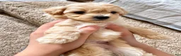 Maltipoo dogs for sale: Meet Coco — Adorable Maltipoo Puppy - Ad 5