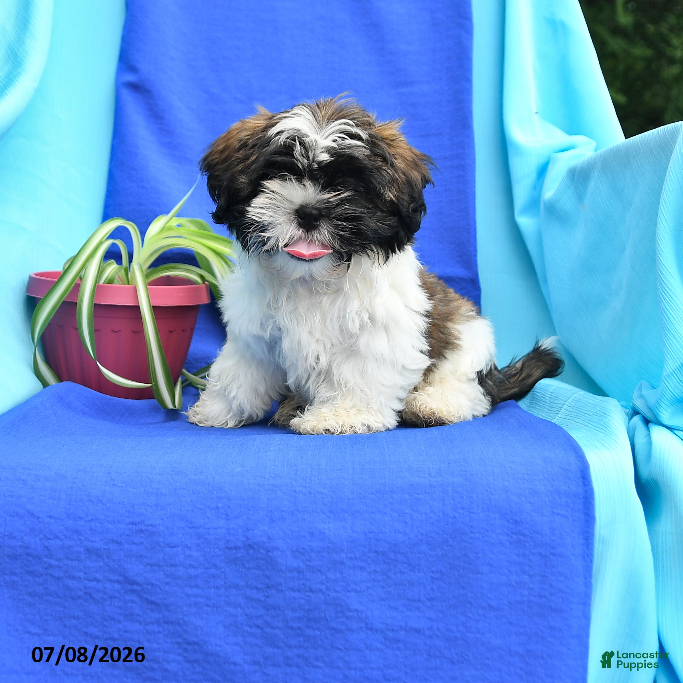 Shih Tzu dogs Cuttie - Ad 1