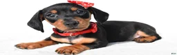 Miniature Dachshund dogs for sale: Diesel - Ad 7