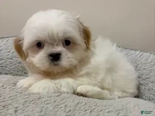 Shih Tzu dogs Rocky - Ad 30