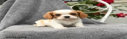 Cavalier King Charles Spaniel dogs for sale: Summer - Ad 3