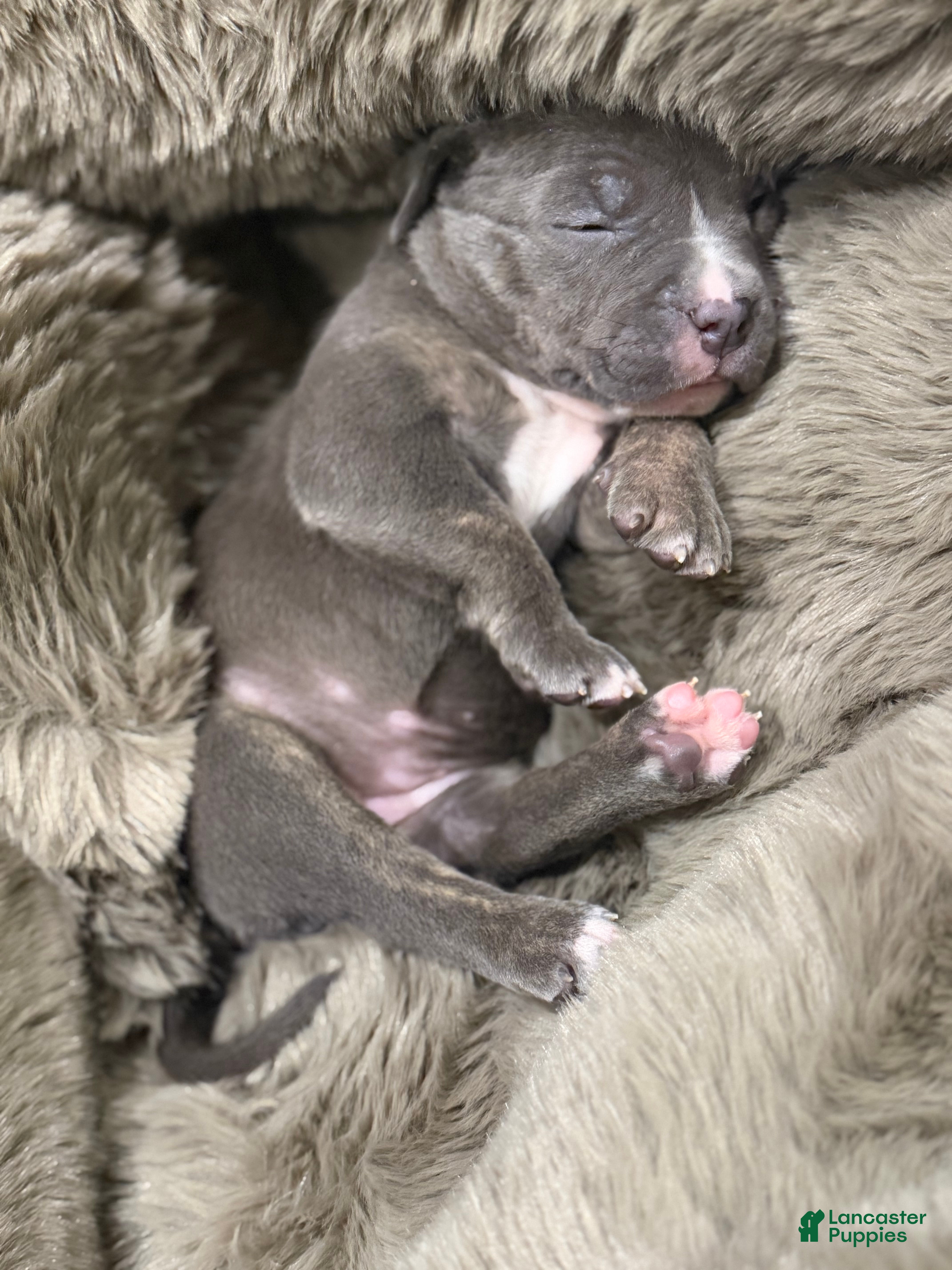 American Bully dogs Lady - Ad 2
