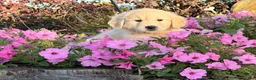 Golden Retriever dogs for sale: Winnie  - Ad 2