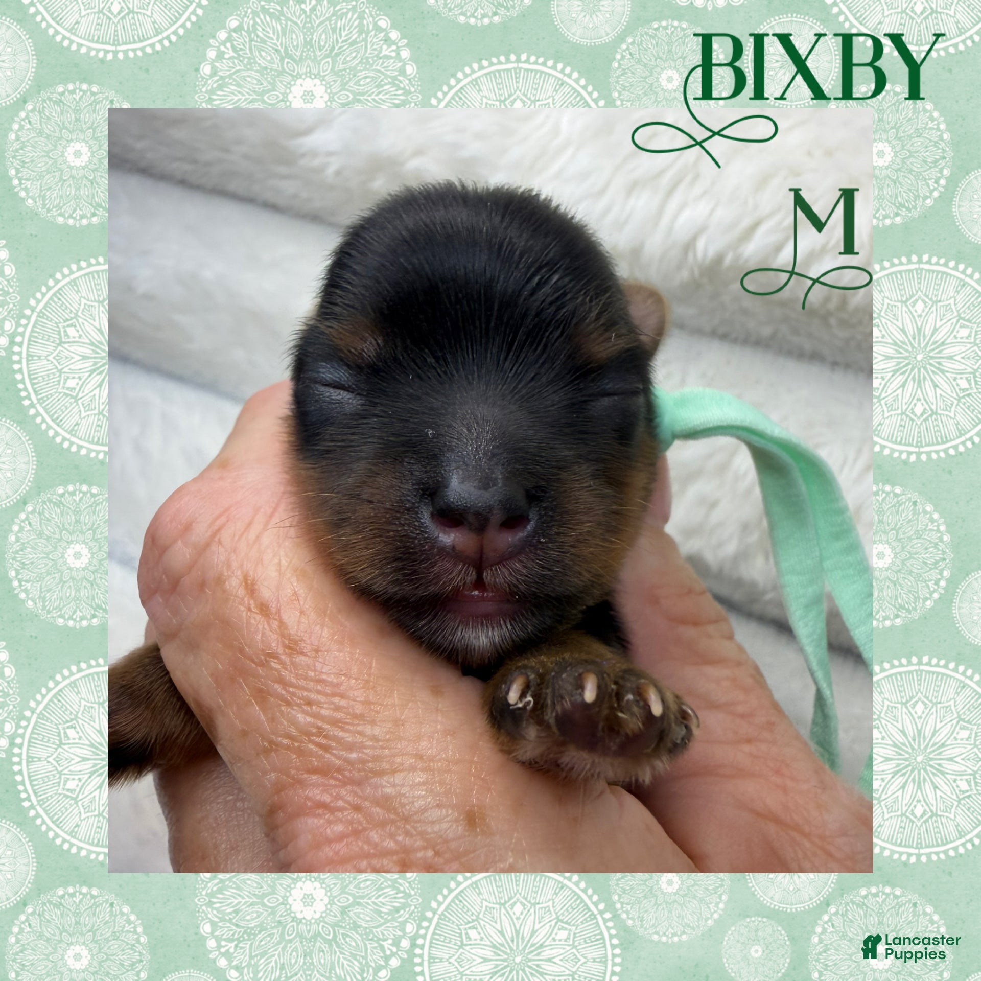 Yorkshire Terrier dogs Bixby - Ad 1