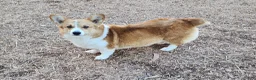 Welsh Corgi Pembroke dogs for sale: Welsh Corgi Pembroke Puppy 1 - Ad 5