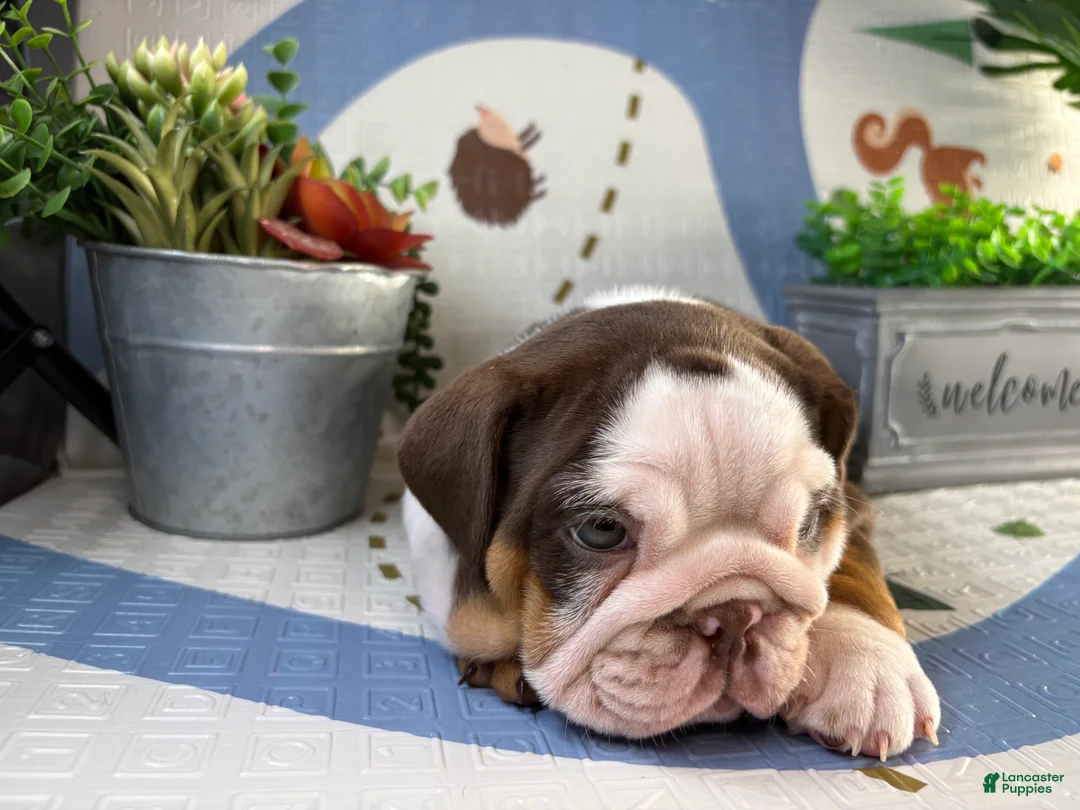 English Bulldog dogs for sale: Chanel - Ad 2