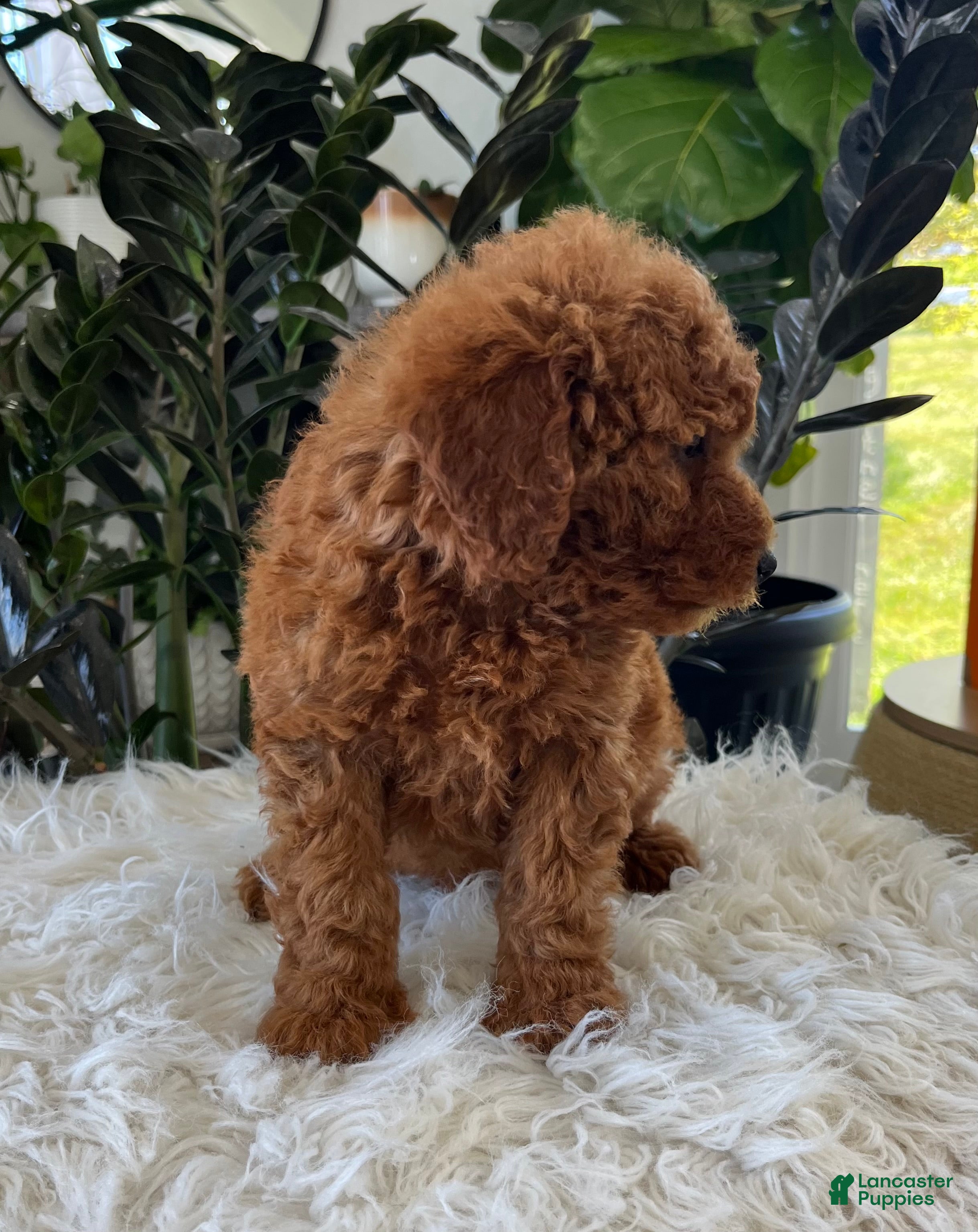 Mini Goldendoodle dogs Adalee - Ad 2