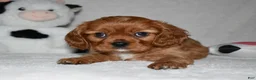 Cavalier King Charles Spaniel dogs for sale: Uri  - Ad 5