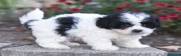 Teddy Bear dogs for sale: Audi - Ad 8