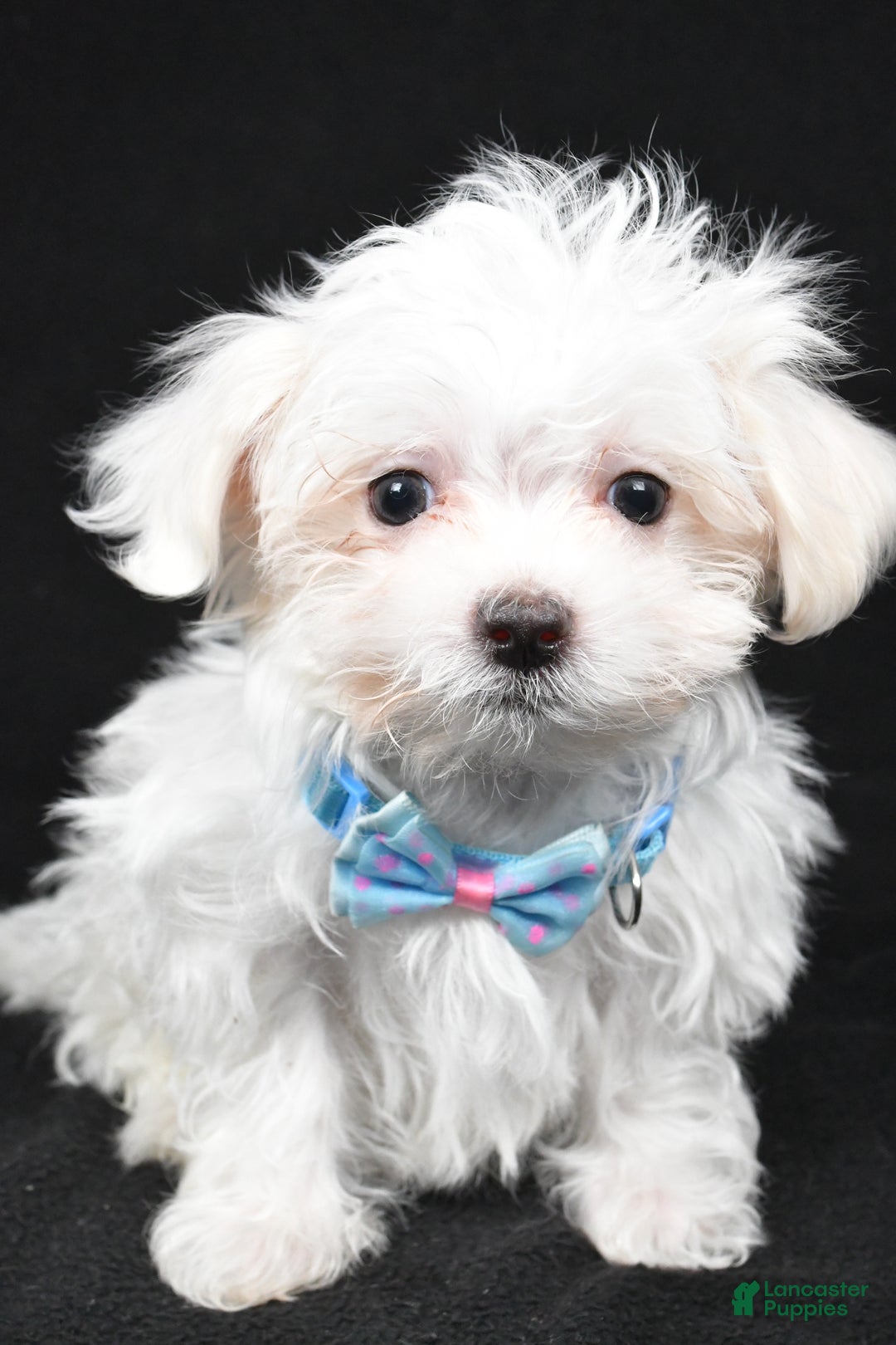 Maltese dogs for sale: Lyndon - Ad 3