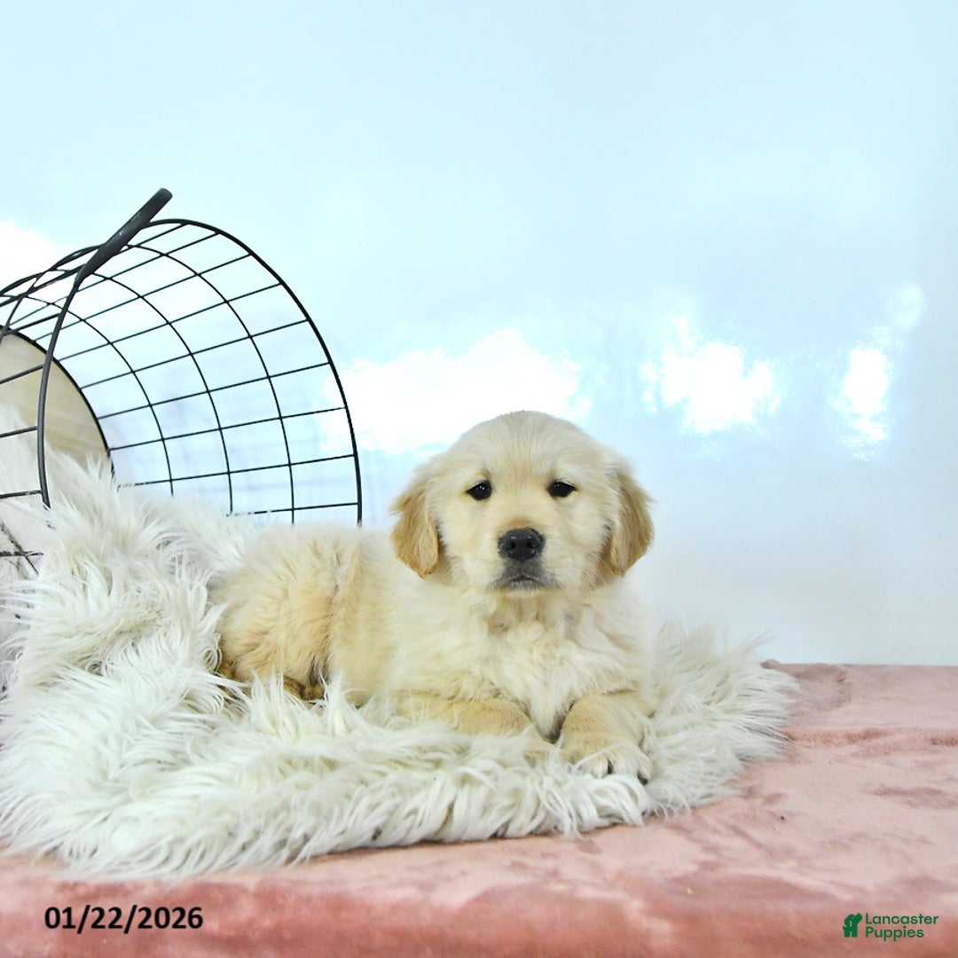 Golden Retriever dogs for sale: Milo - Ad 2
