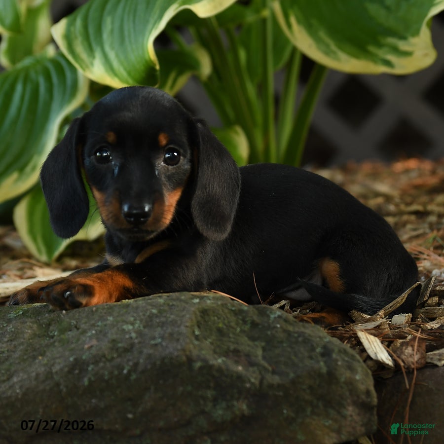 Miniature Dachshund dogs Daisy - Ad 2
