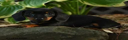 Miniature Dachshund dogs for sale: Daisy - Ad 2