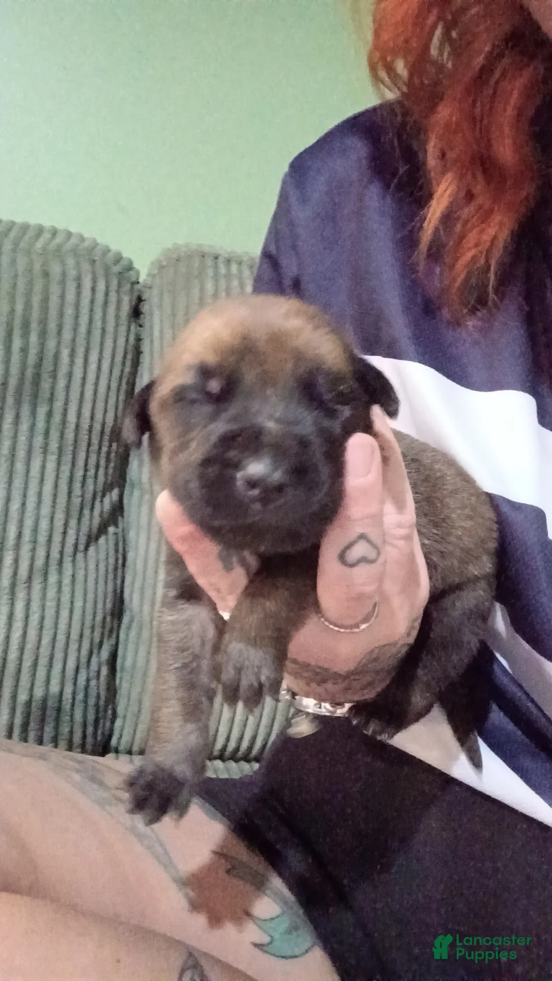 Mixed Breed dogs for sale: Mixed Breed Puppy 2 - Ad 3