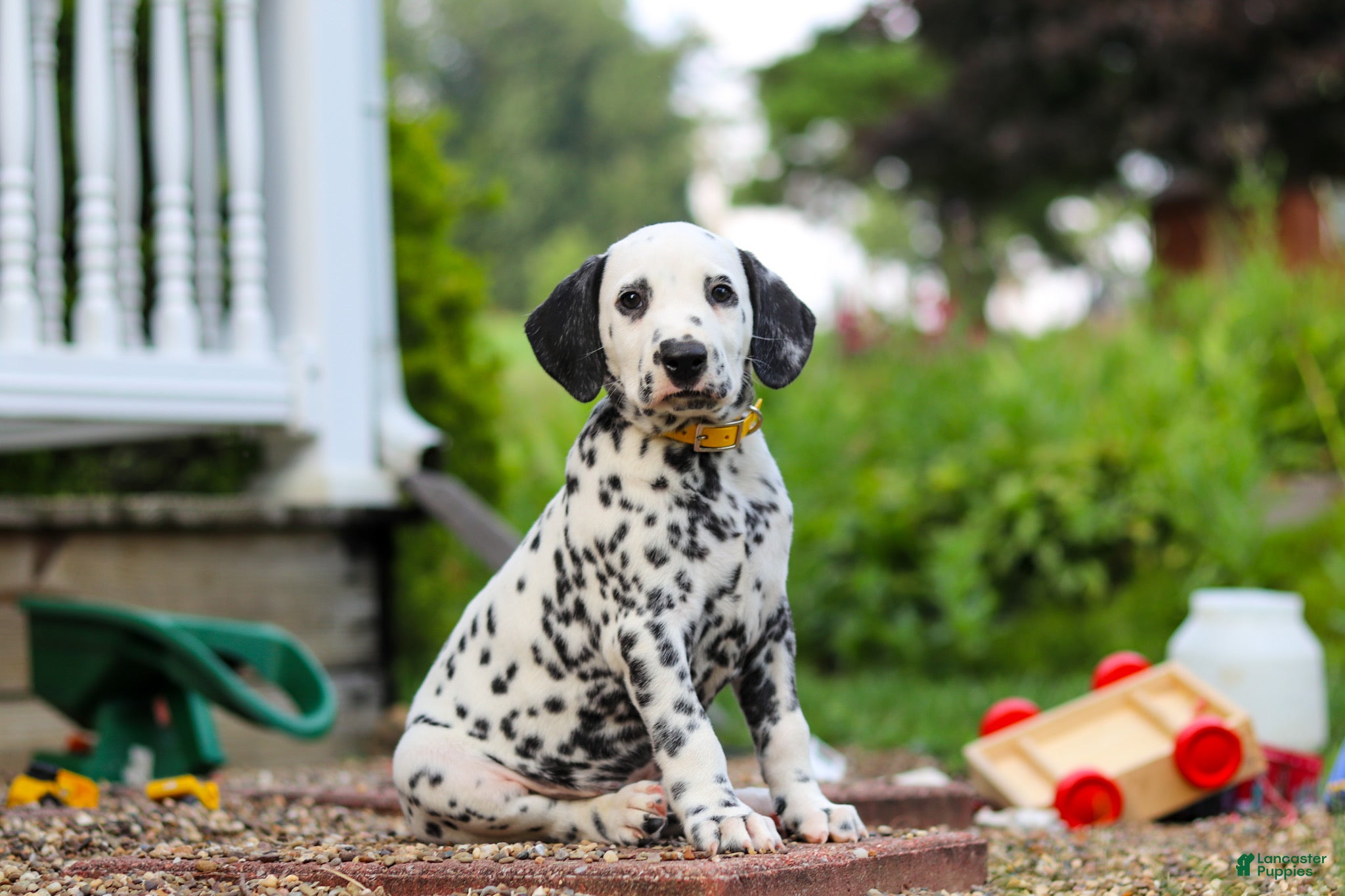 Dalmatian dogs Tom - Ad 2