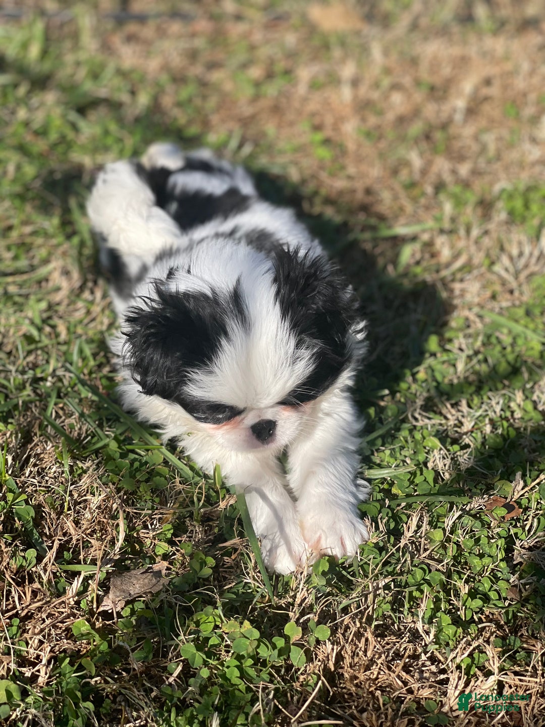 Japanese Chin dogs for sale: Japanese Chin Puppy 1 - Ad 6
