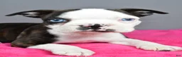 Boston Terrier dogs for sale: Bella - Ad 8