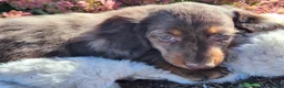 Miniature Dachshund dogs for sale: Espresso  - Ad 7