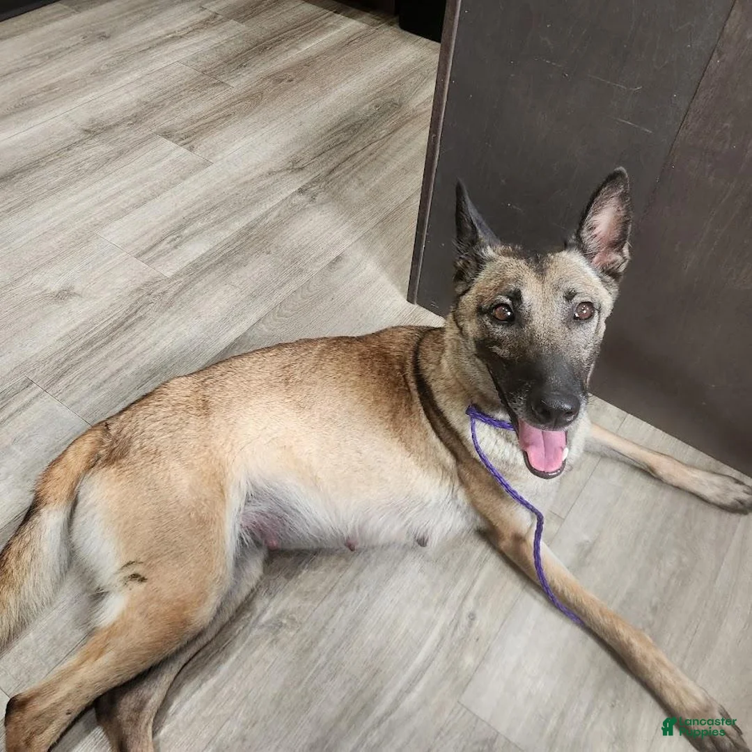 Belgian Malinois dogs for sale: Belgian Malinois 2 - Ad 2