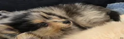 Pomsky dogs for sale: Merle boy - Ad 6