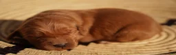 Golden Retriever dogs for sale: Daisy -AKC, Genetically Clear - Ad 7