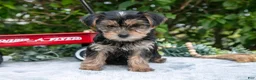 Yorkshire Terrier dogs for sale: Ellie - Ad 3