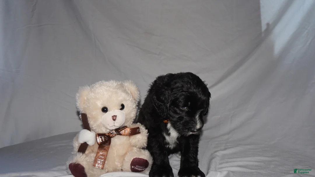 Mixed Breed dogs for sale: Fifi - Ad 2