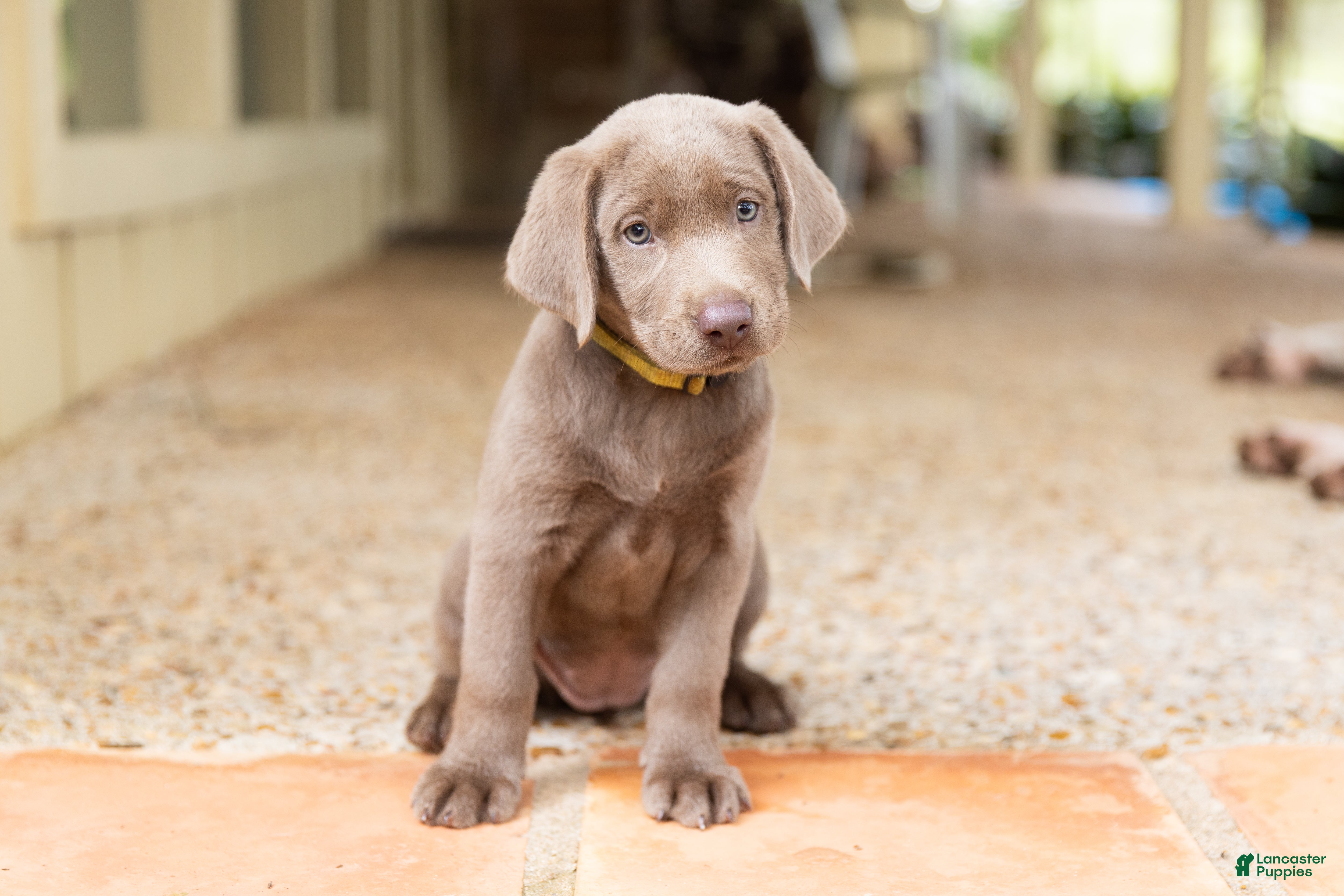 Labrador Retriever dogs Yellow- Female - Ad 1