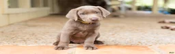 Labrador Retriever dogs for sale: Yellow- Female - Ad 1
