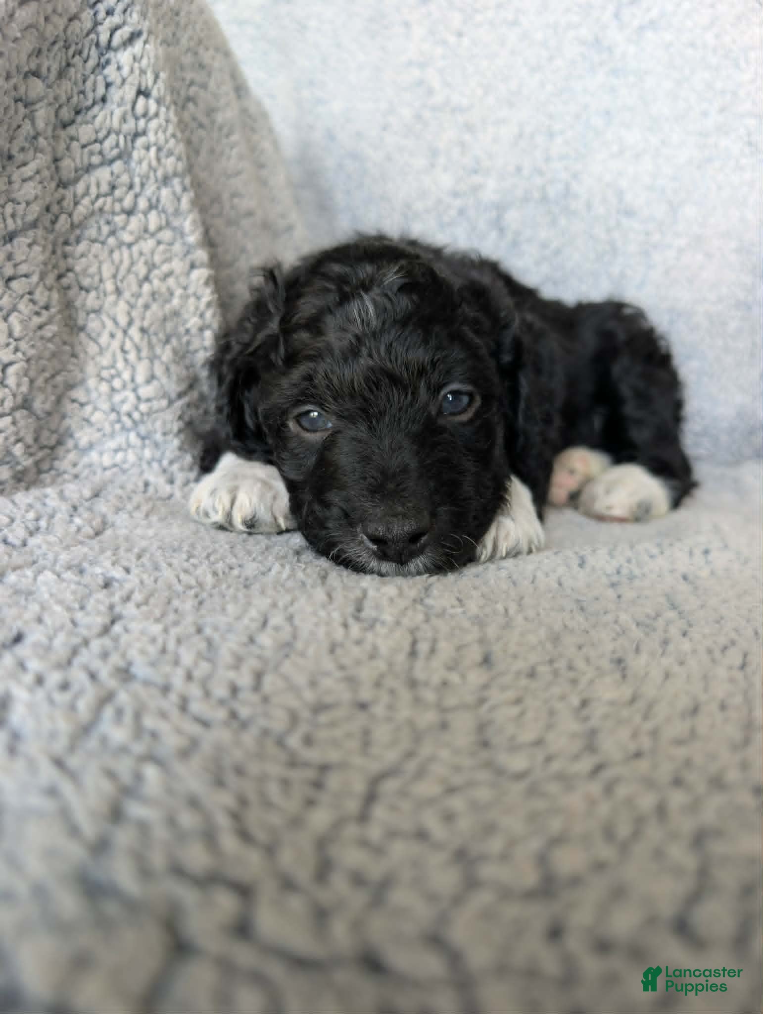 Mixed Breed dogs for sale: Boots  - Ad 4