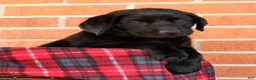Labrador Retriever dogs for sale: Allie - Ad 8