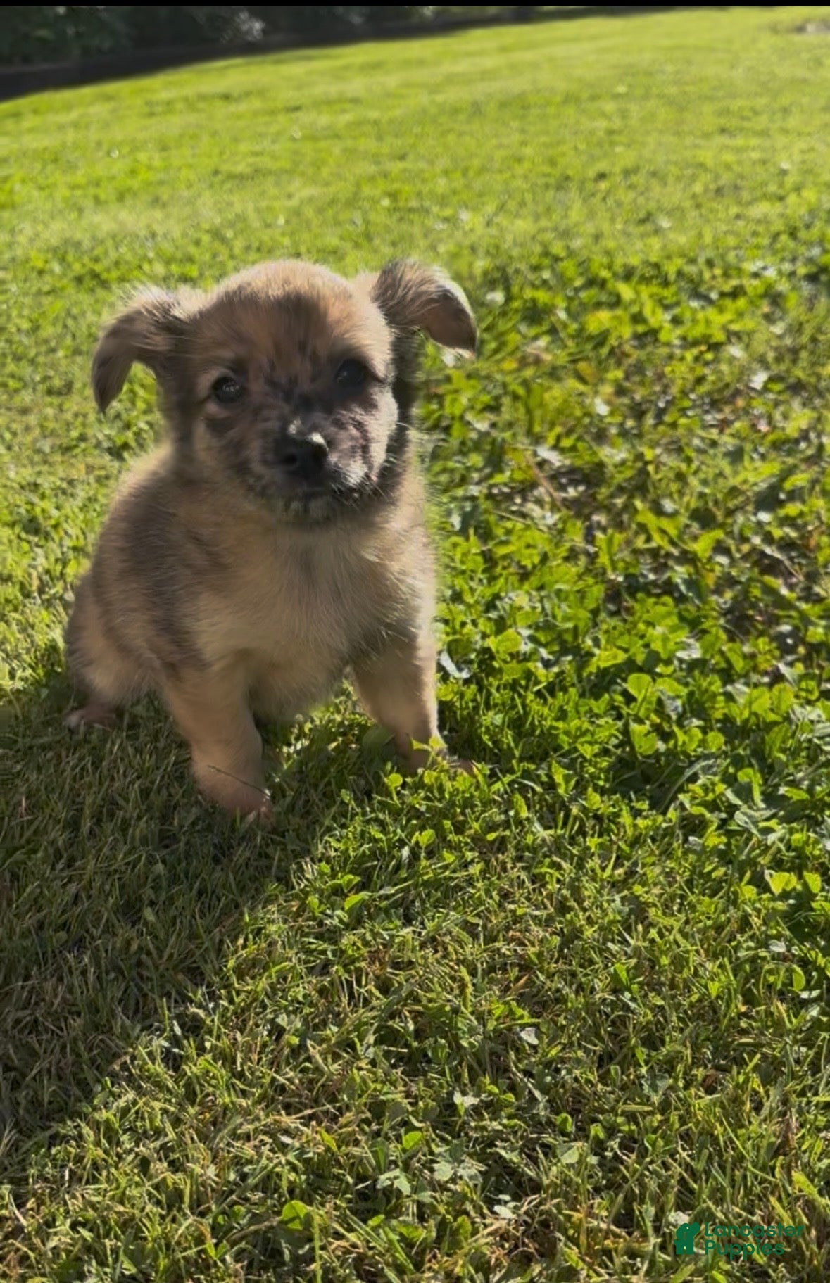 Chiweenie dogs T-Rex  - Ad 2