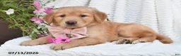 Golden Retriever dogs for sale: Callie - Ad 4