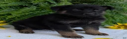 German Shepherd dogs for sale: Ben  - Ad 7