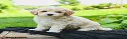 Bichpoo dogs for sale: Henry - Ad 5