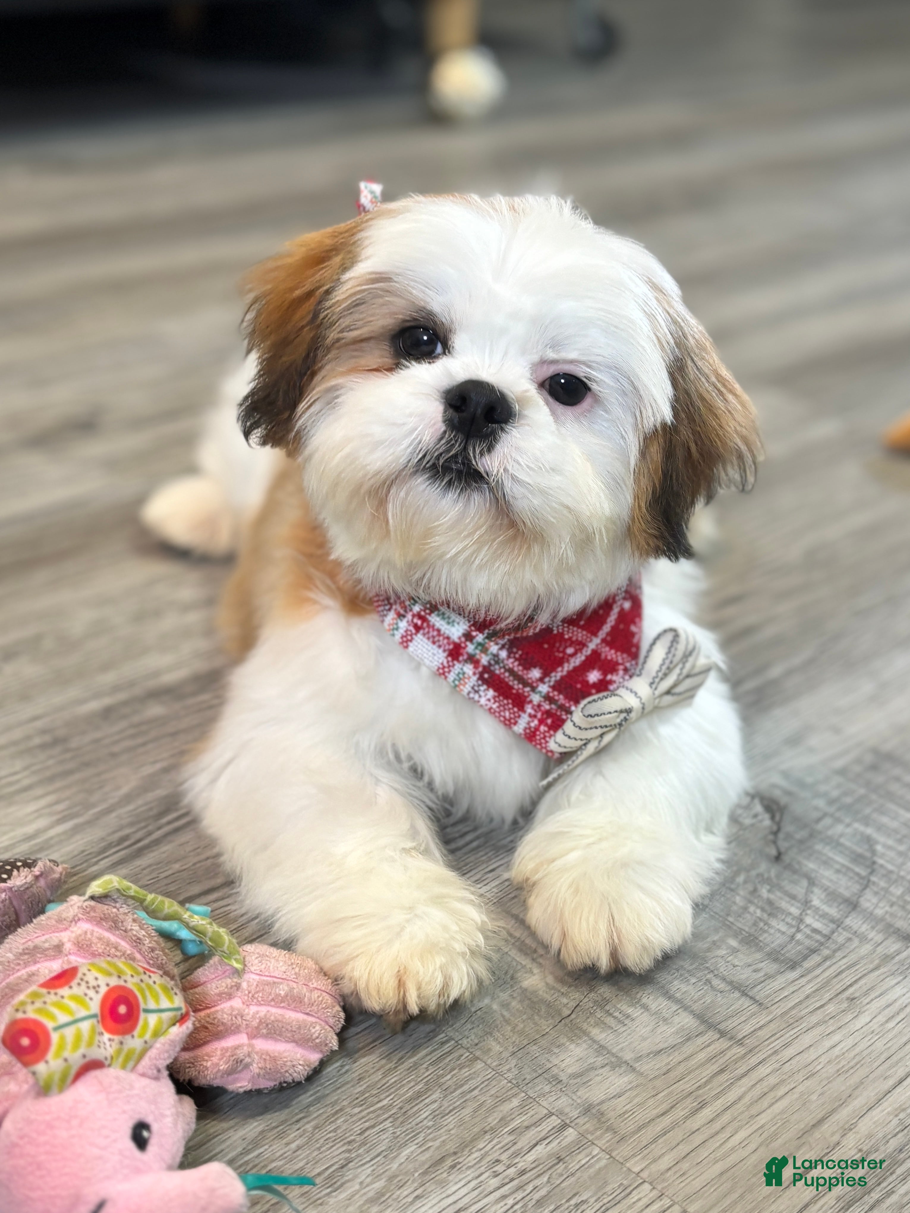 Shih Tzu dogs Bennet - Ad 35
