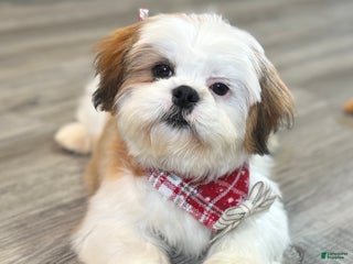 Shih Tzu dogs Bennet - Ad 25